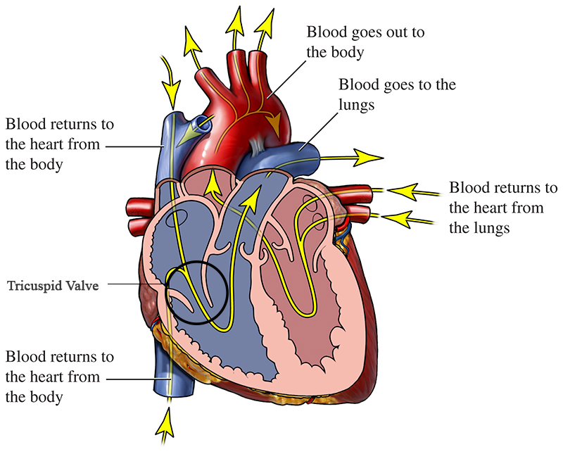 tricuspid-valve-healthy-heart-si55551157-645x800