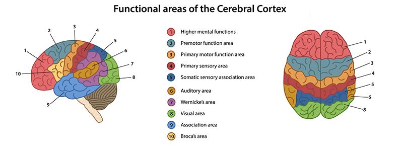 Shutterstock_1205980108-Cerebral-Cortex---MCD-800x300